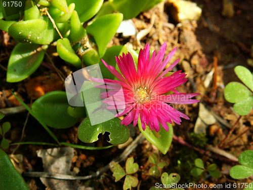 Image of Pink Flower