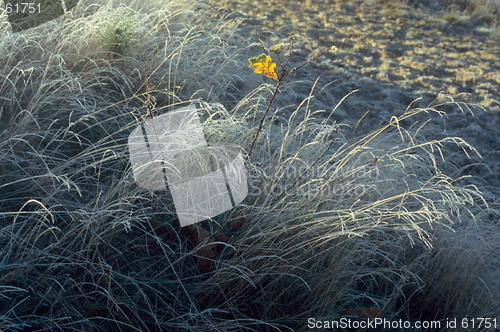 Image of Solitary Leaf - 1