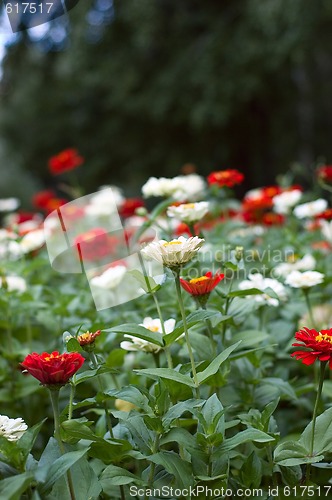 Image of Flowerbed