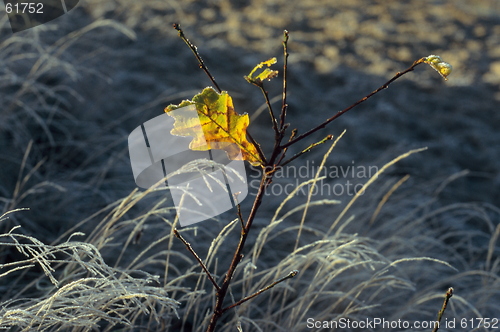 Image of Solitary Leaf - 2