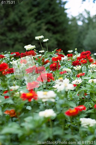 Image of Flowerbed