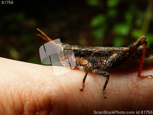Image of Friendly grasshopper