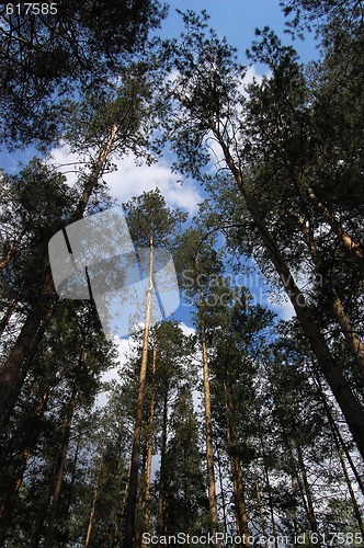 Image of A pine forest