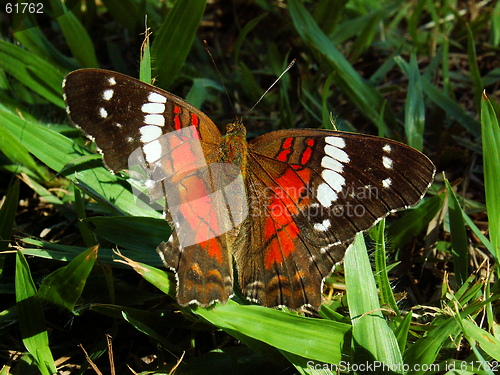 Image of Resting Butterfly