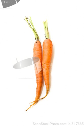 Image of Two carrots