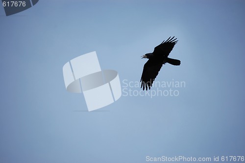 Image of Black crow 