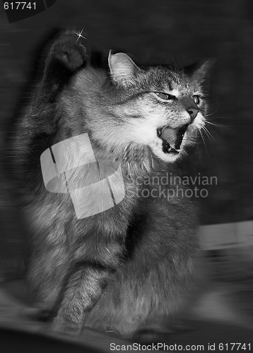 Image of Attacks siberian cat