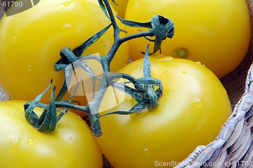 Image of yellow tomatoes 1