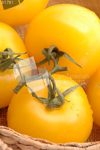 Image of yellow tomatoes 2