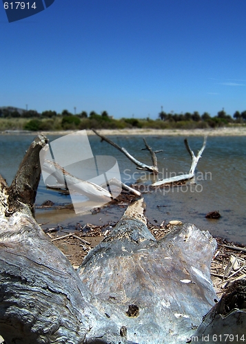 Image of Driftwood