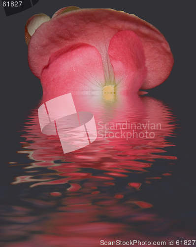 Image of melting bloom reflection