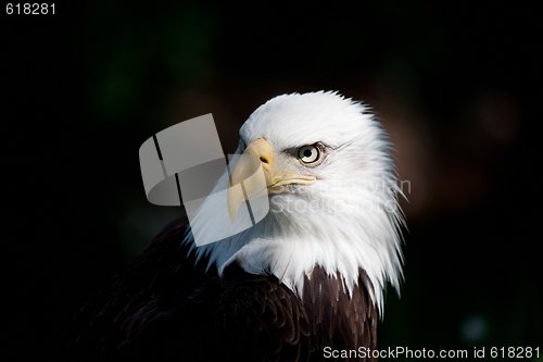 Image of bald eagle