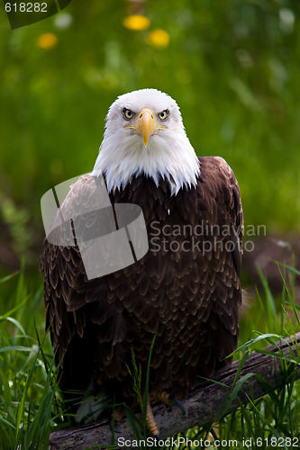 Image of bald eagle