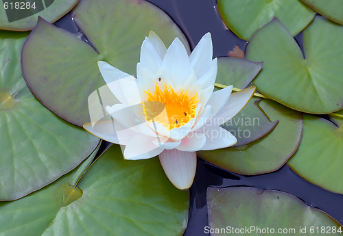 Image of Water lily