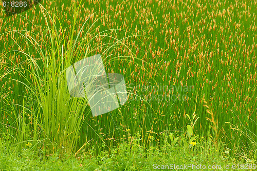 Image of Blooming bulrush