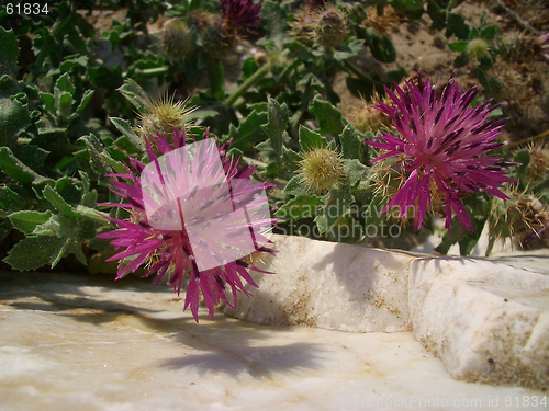 Image of thistle flowers