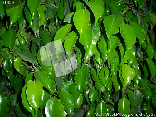 Image of shinig leaves