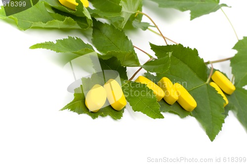 Image of yellow vitamin pills over green leaves