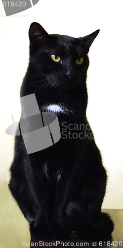 Image of Black Cat