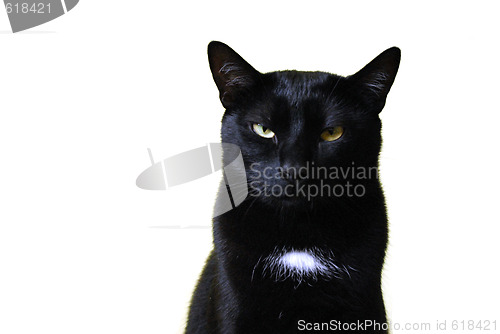 Image of Black Cat