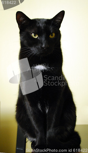 Image of Black Cat