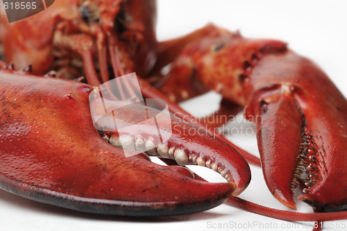 Image of Red lobster 