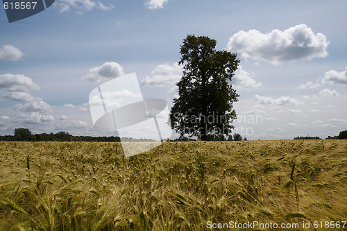 Image of Lonely tree