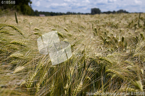 Image of Barley Field