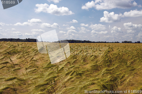 Image of Landscape with barley field