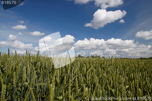 Image of green wheat field