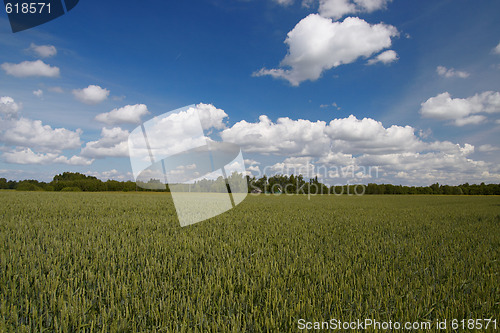 Image of green wheat field