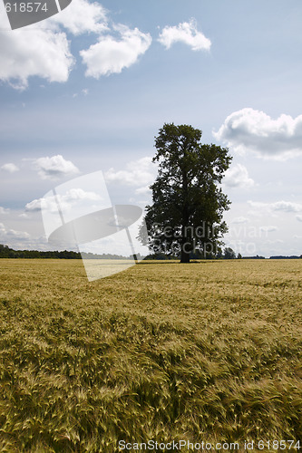 Image of Lonely tree