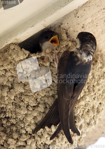 Image of swallows