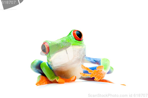 Image of frog curious isolated on white