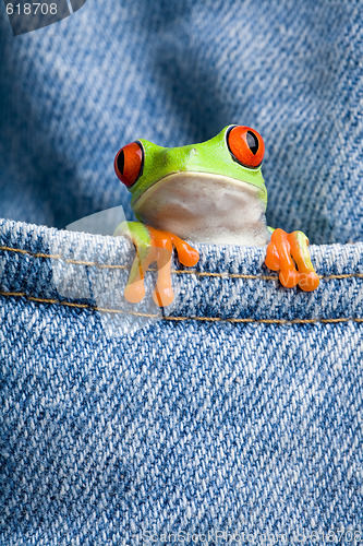 Image of frog in a pocket