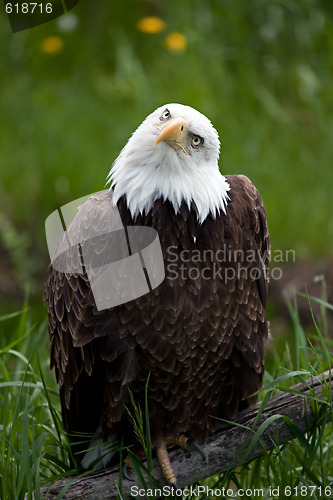 Image of American Bald Eagle