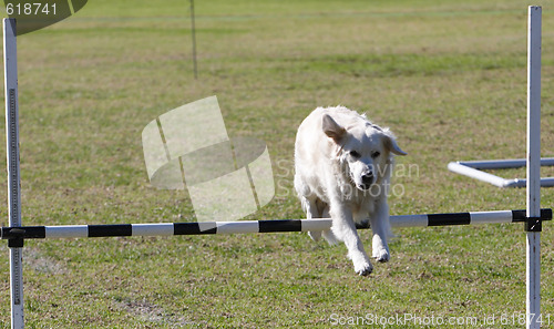 Image of Dog Trials