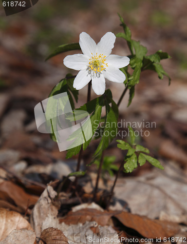 Image of Wood anemone (Anemone nemorosa)