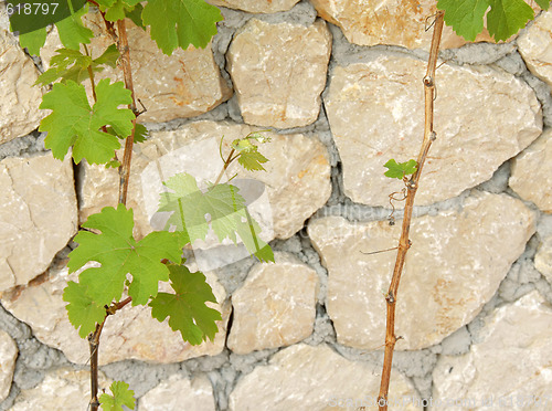 Image of Green vine leaves