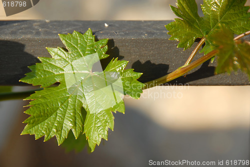 Image of Growing vine plant closeup