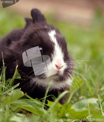 Image of Black rabbit
