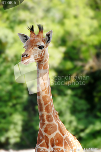 Image of Giraffe