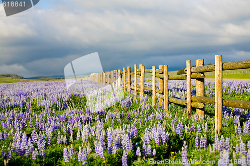 Image of wildflowers in wyoming