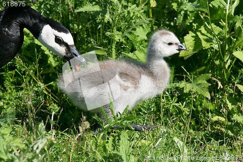 Image of Canada goose & baby