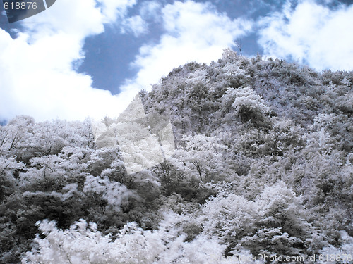 Image of Infrared forest