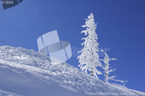 Image of ice covered pine tree