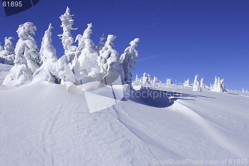 Image of  snow covered pine trees with snow drift