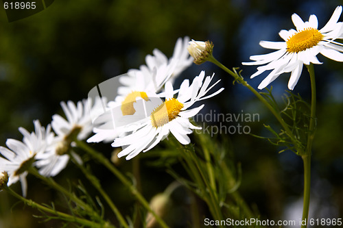 Image of Wild flowers