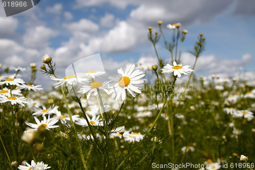 Image of Wild flowers