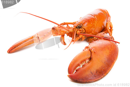Image of Lobster